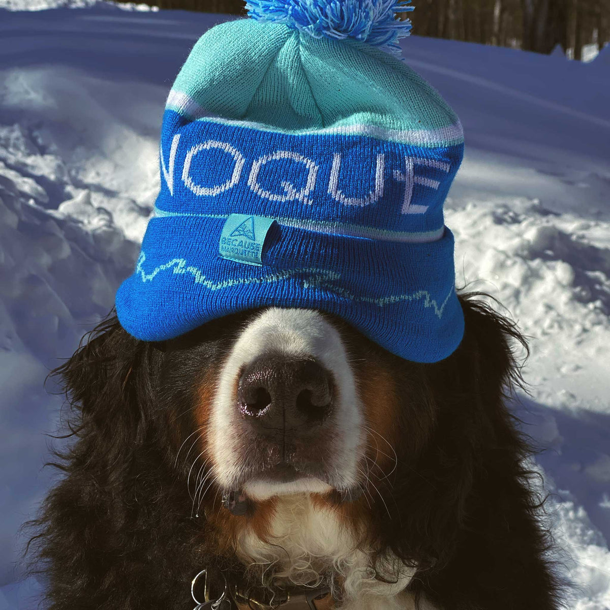 a dog wearing a hat